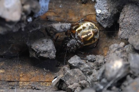 Steatoda albomaculata